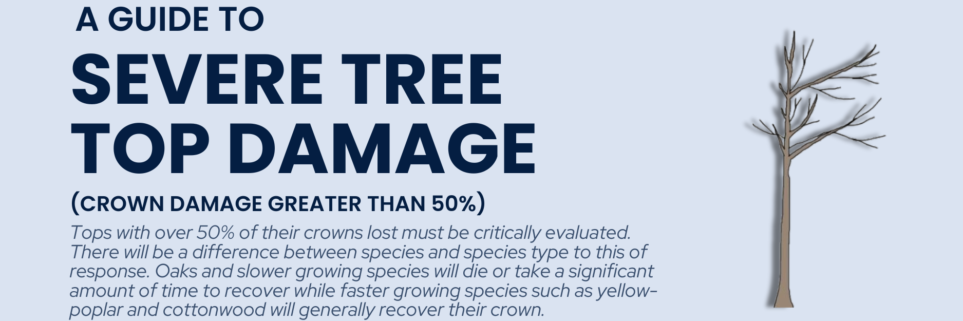 guide to severe tree top damage header