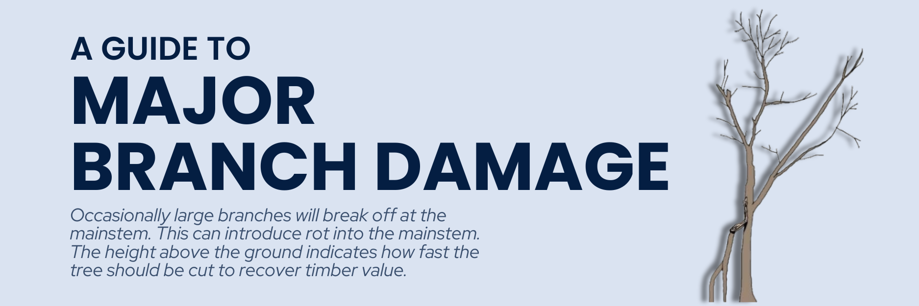 guide to major branch damage header