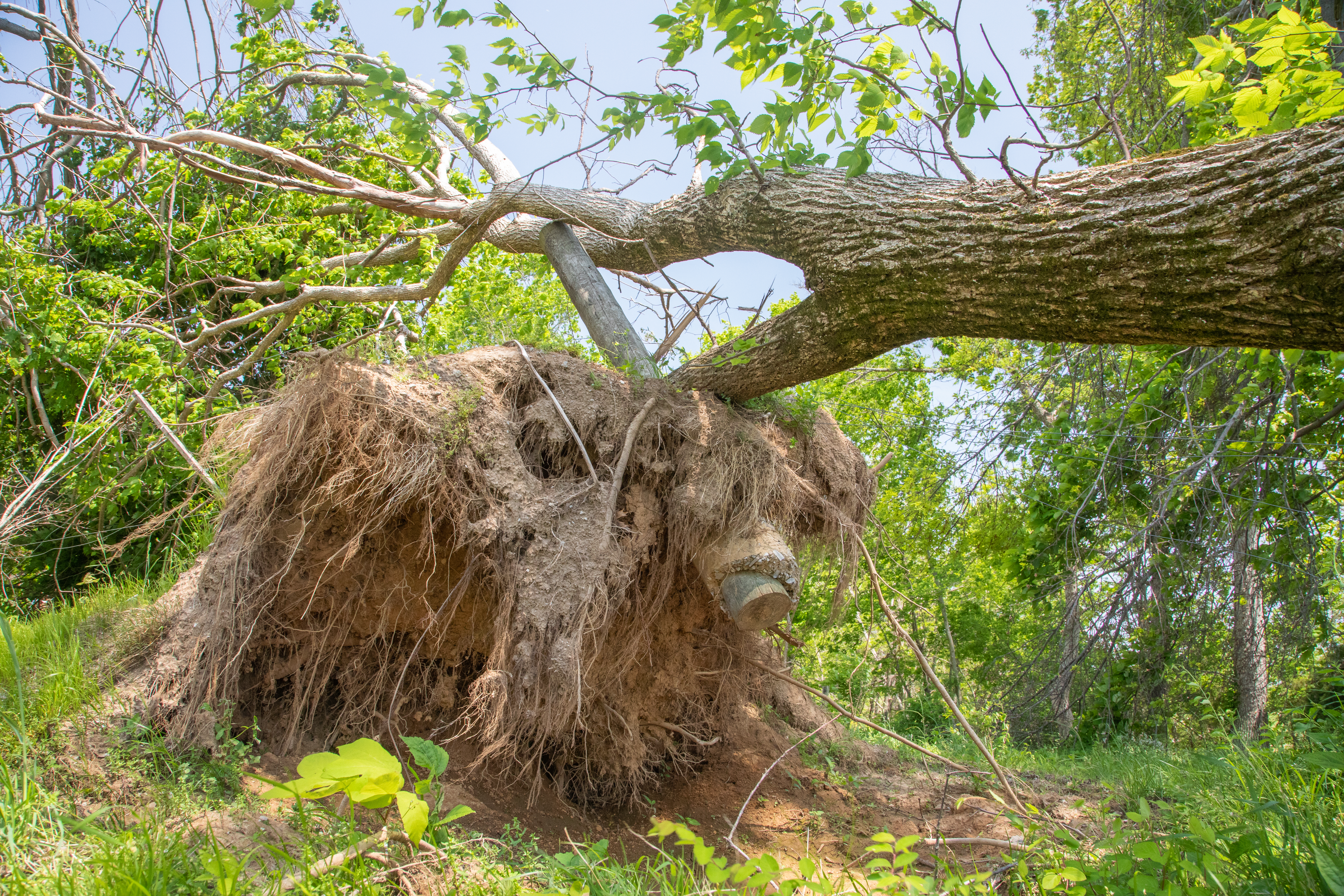 Downed Tree