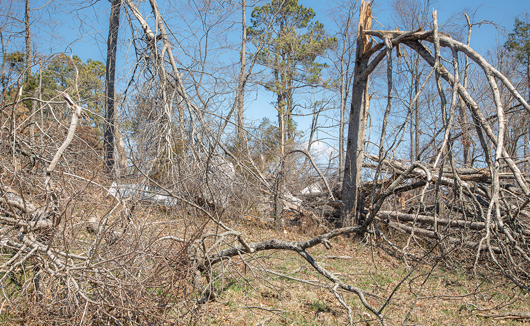 Downed trees