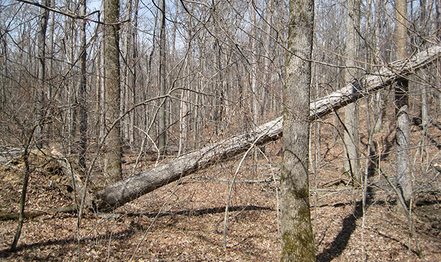 Downed Tree