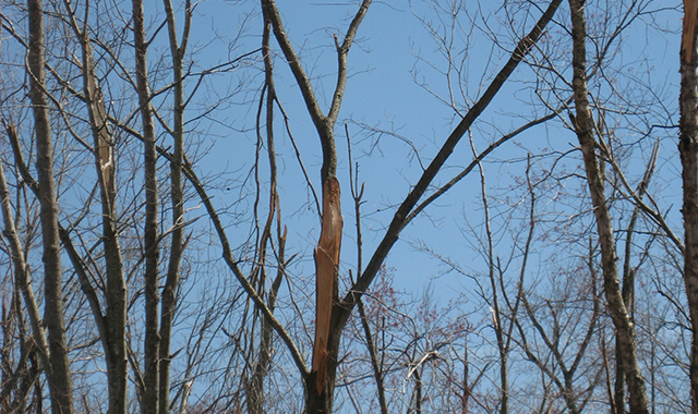 Major Branch Damage