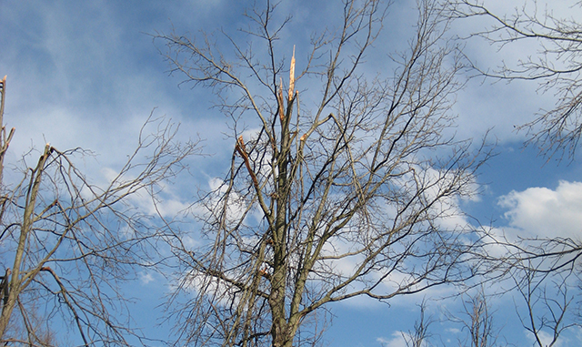 Moderate Tree Top Damage