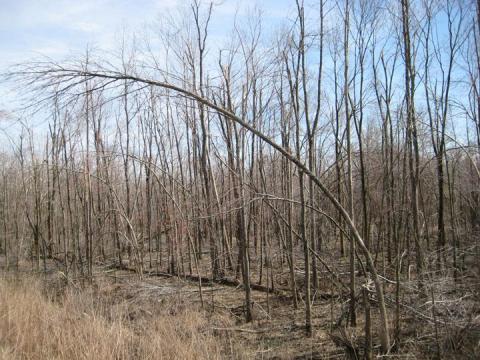 tree bent from wind damage