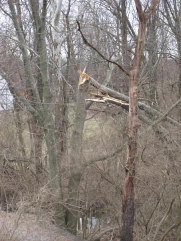 breakage on main stem of tree