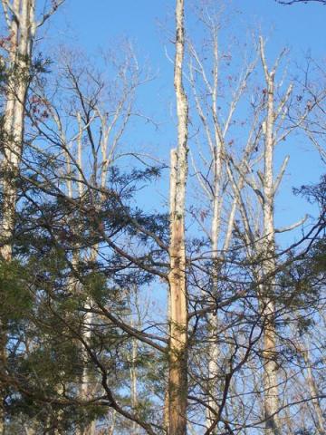 breakage on main stem of tree