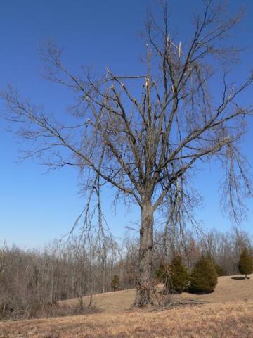 moderate tree limb damage