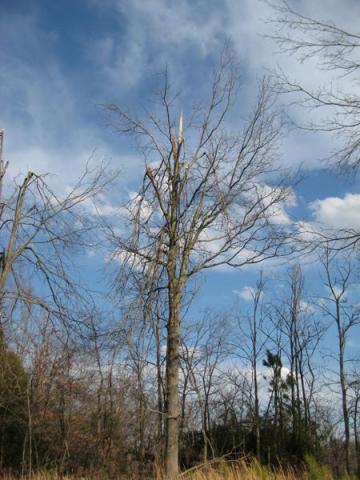 moderate tree limb damage