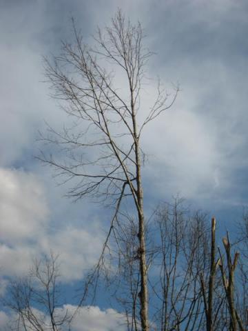 moderate tree limb damage on soft maple