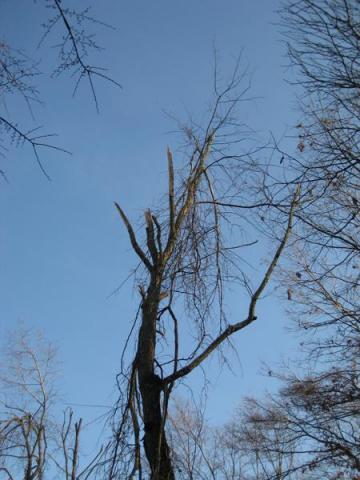 oak major crown damage