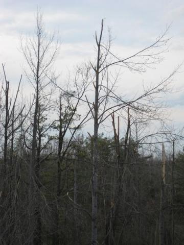 yellow poplar varying damage